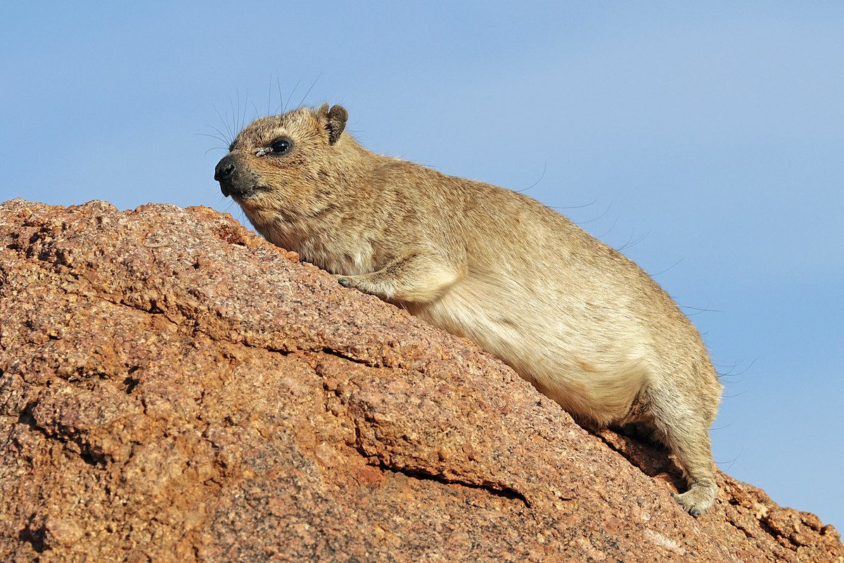 Hyrax