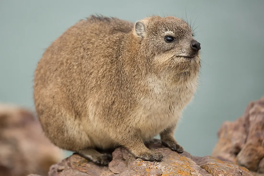 Hyrax