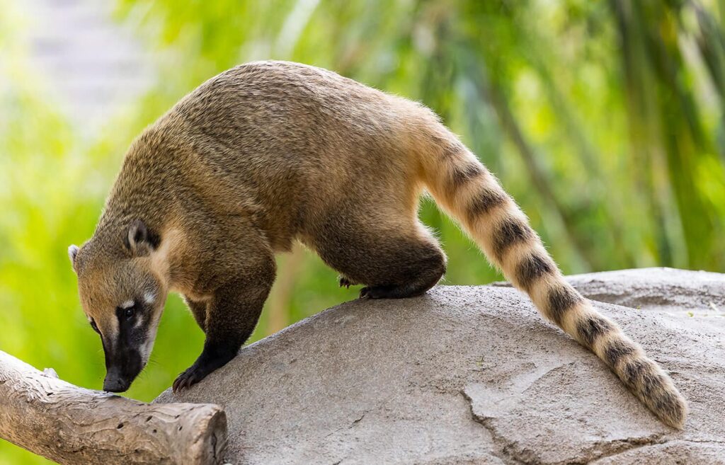 Coatimundi