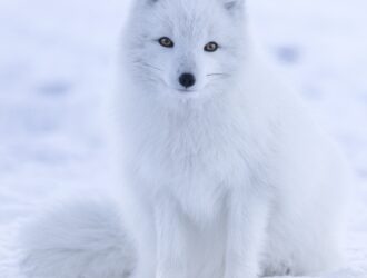 Arctic Fox