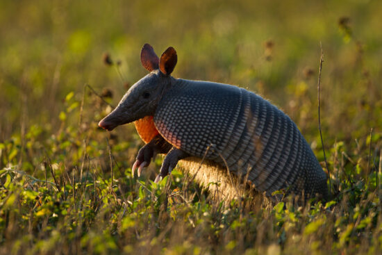 Understanding Armadillos: Behavior, Habitat, And Fun Facts You Never Knew