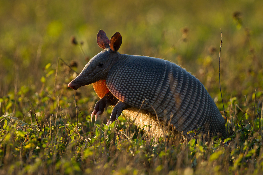 Armadillos