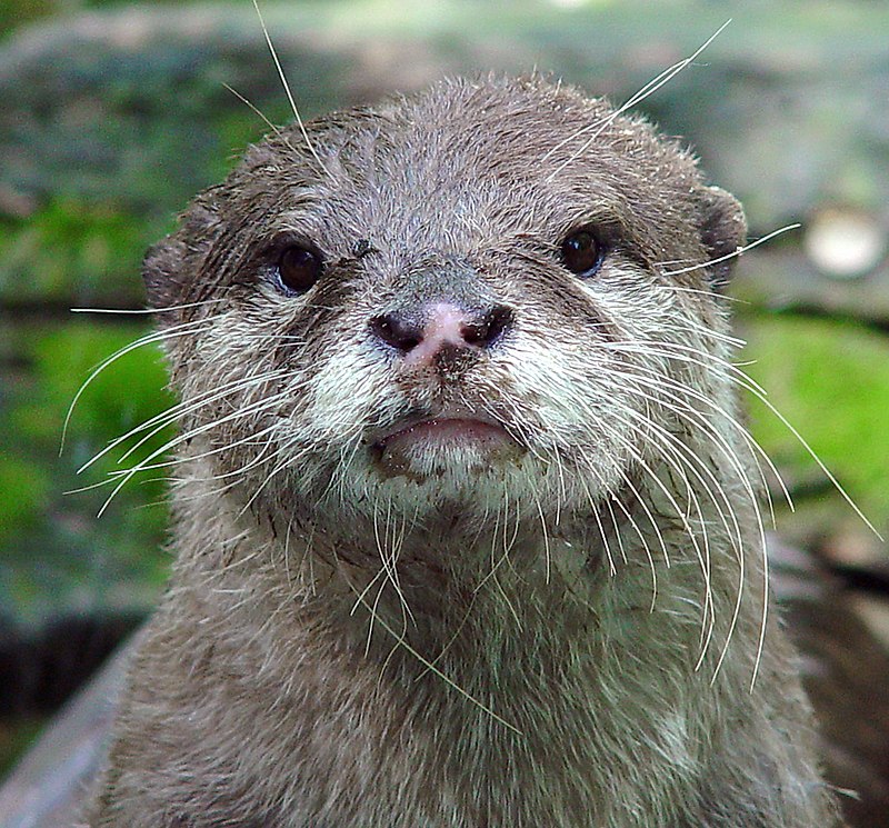 Asian Small-Clawed Otter