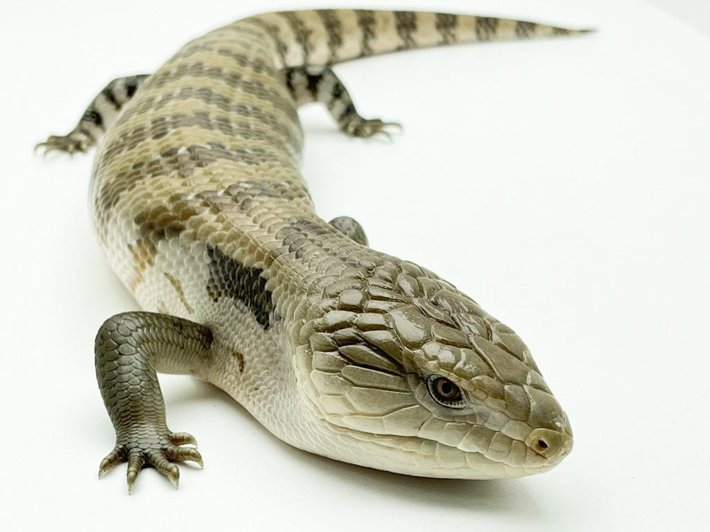 Blue-Tongued Skink