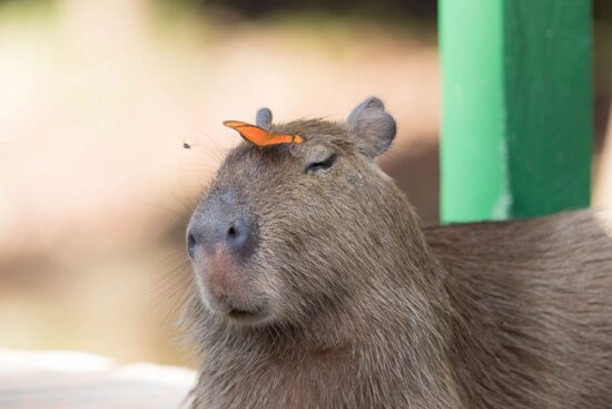 Capybaras