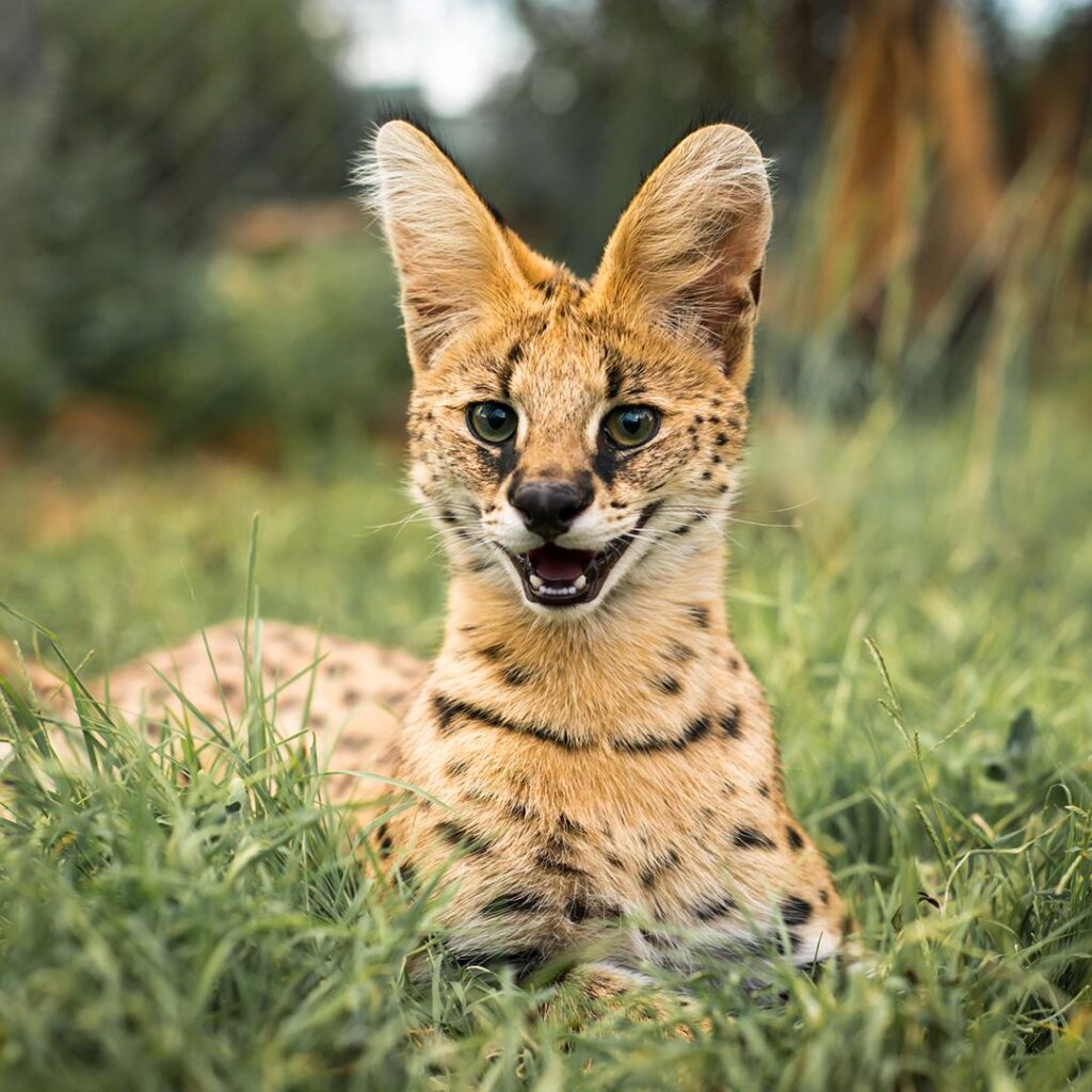 Serval