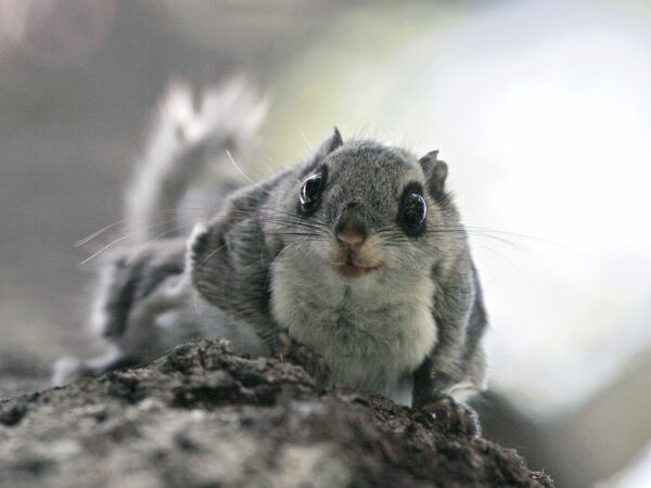 Discover the Fascinating Habits Of Flying Squirrels