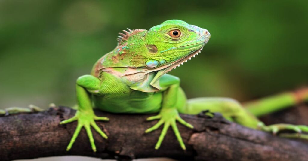 Green Iguana