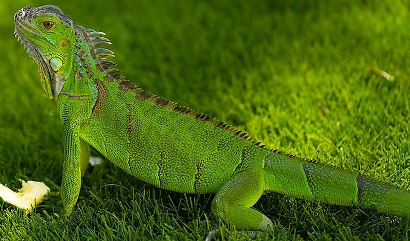 Green Iguana