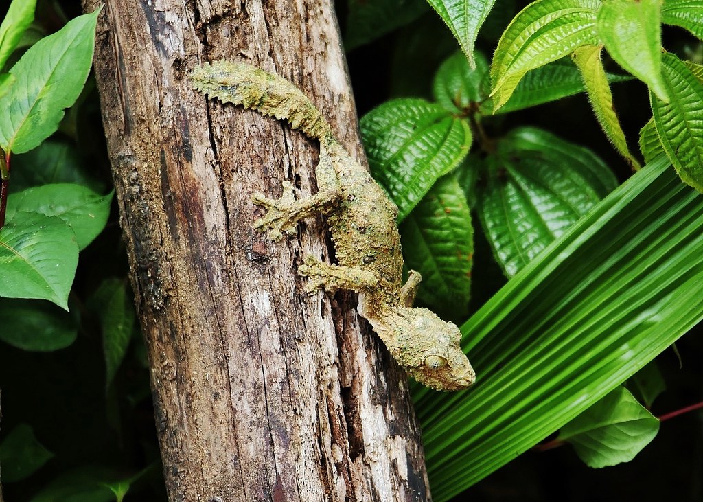 Leaf-Tailed Gecko