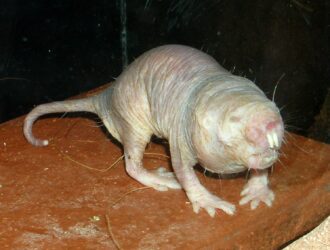 Mole Rats