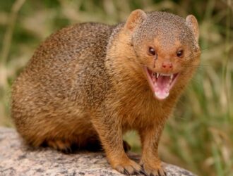 Mongoose