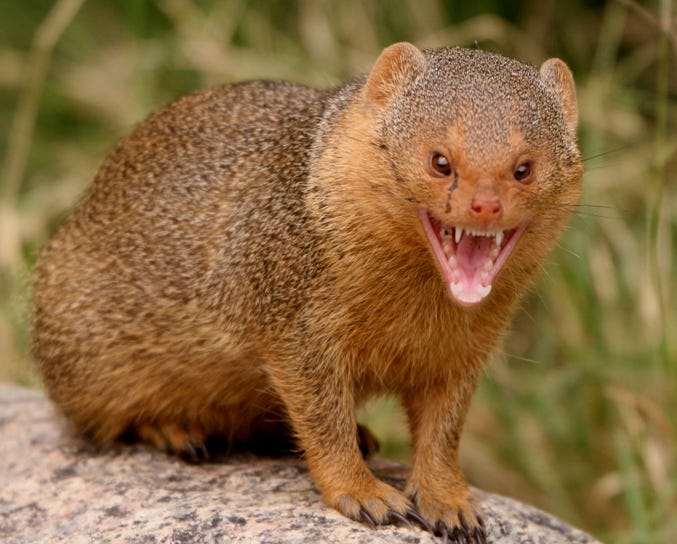 Mongoose