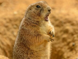 Prairie Dog