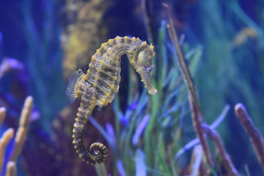 Seahorse