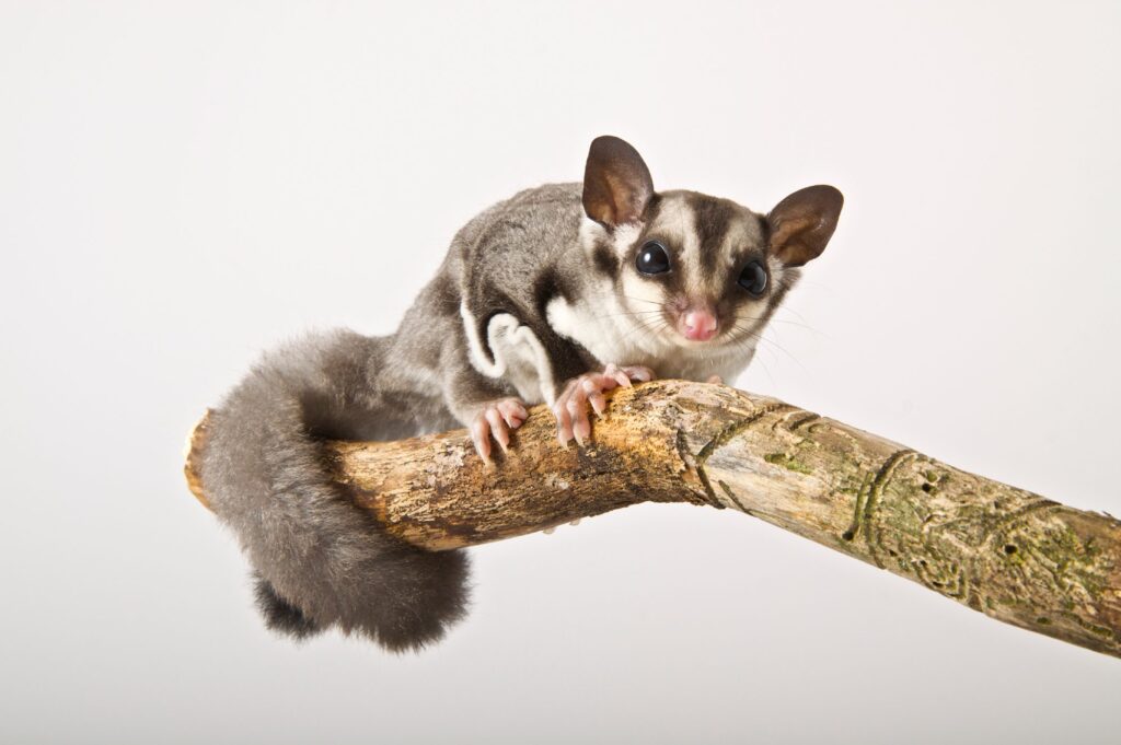 Sugar Glider