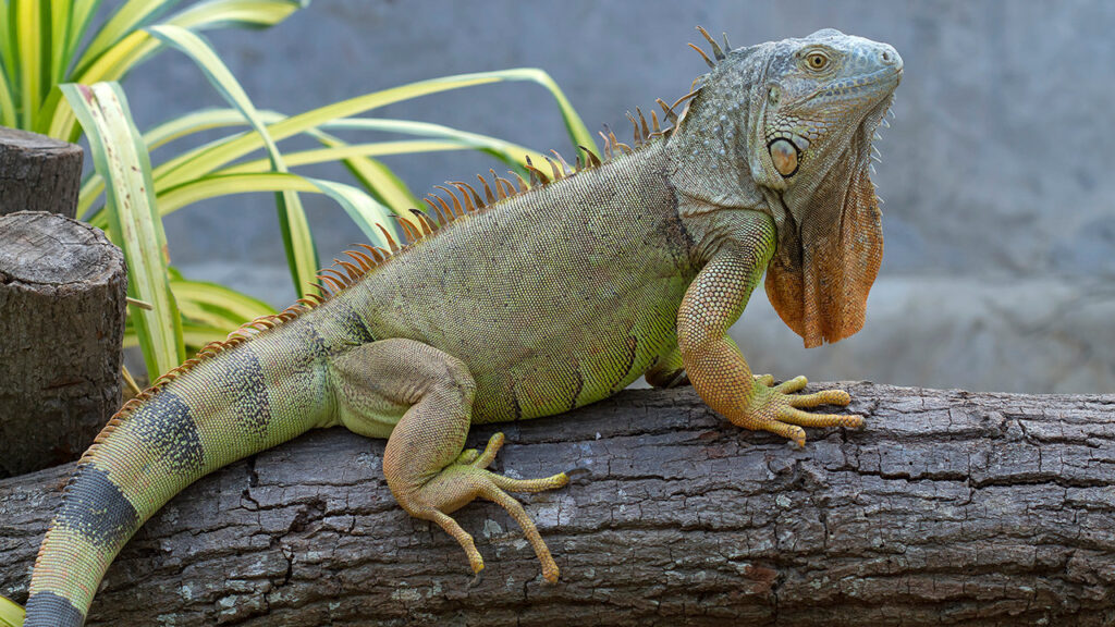 Green Iguana