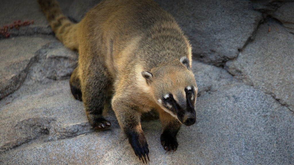 Coatimundi