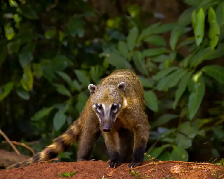 Coatimundi