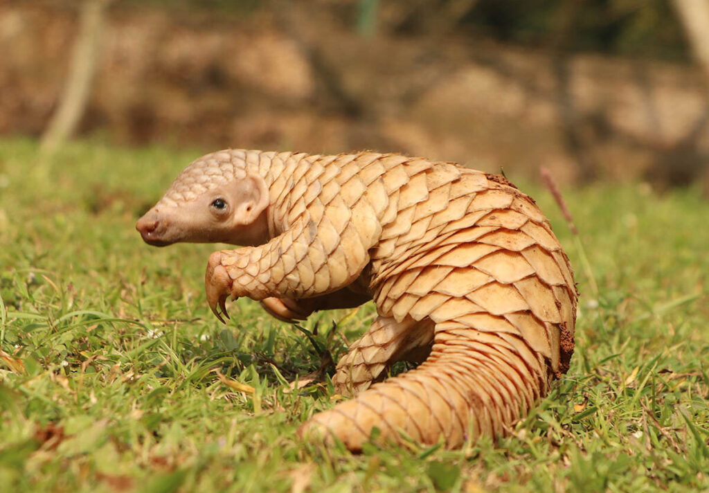 Pangolin