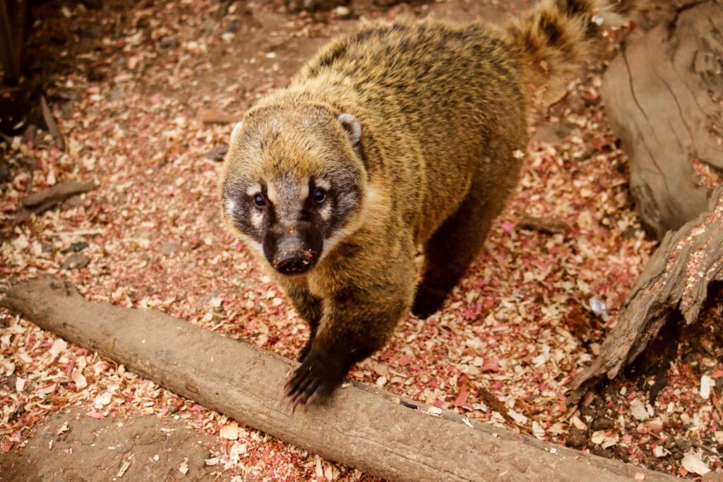 Coatimundi