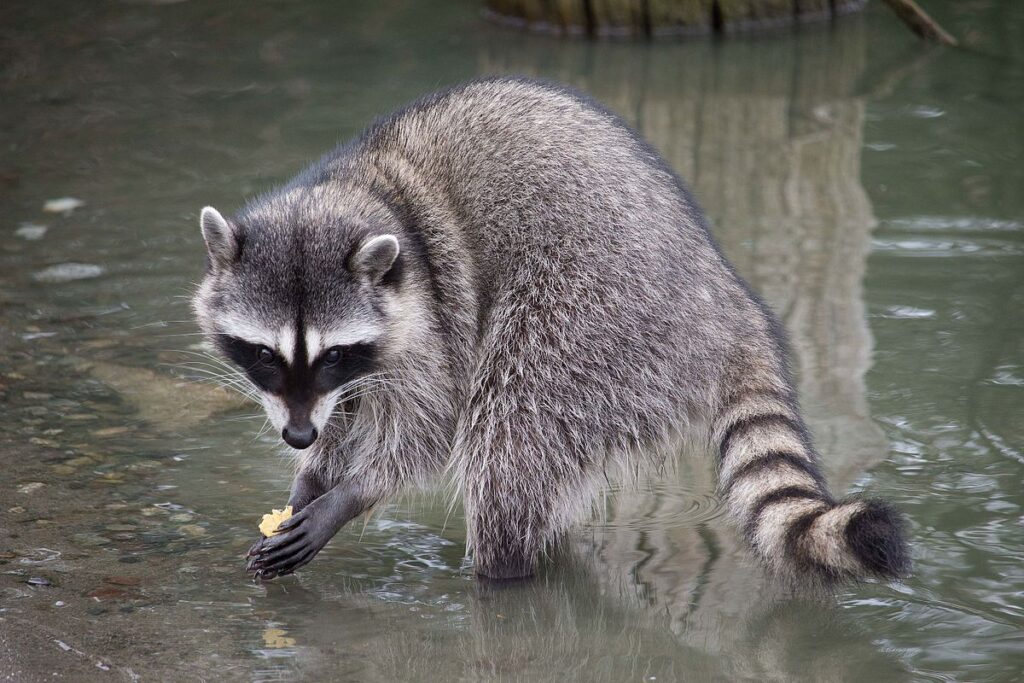 Raccoons In The Winter