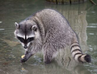 Raccoons In The Winter