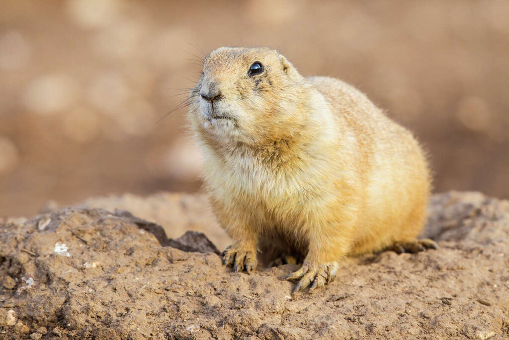 Prairie Dogs Fun Facts