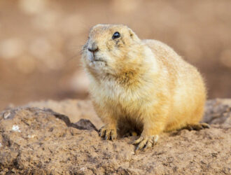 Prairie Dogs Fun Facts