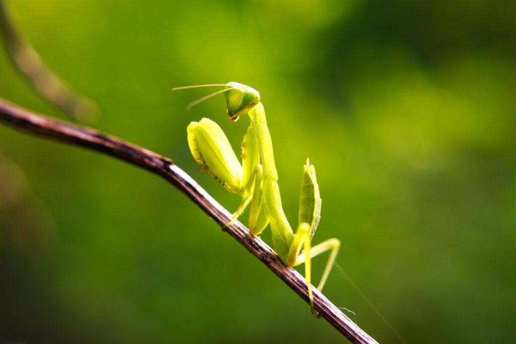 Do Praying Mantises Eat Their Mates