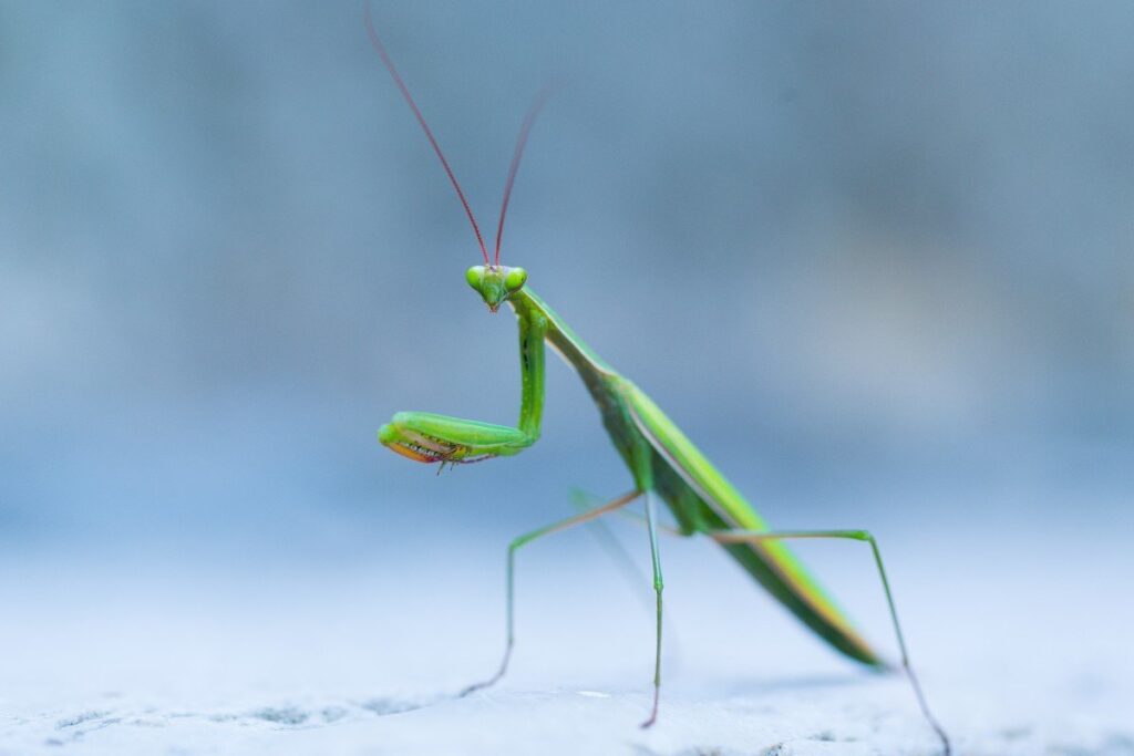 Praying Mantises