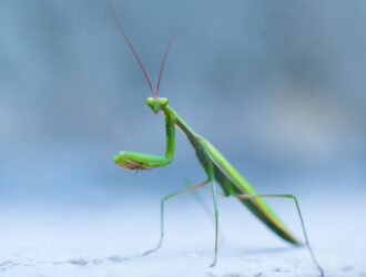 Praying Mantises