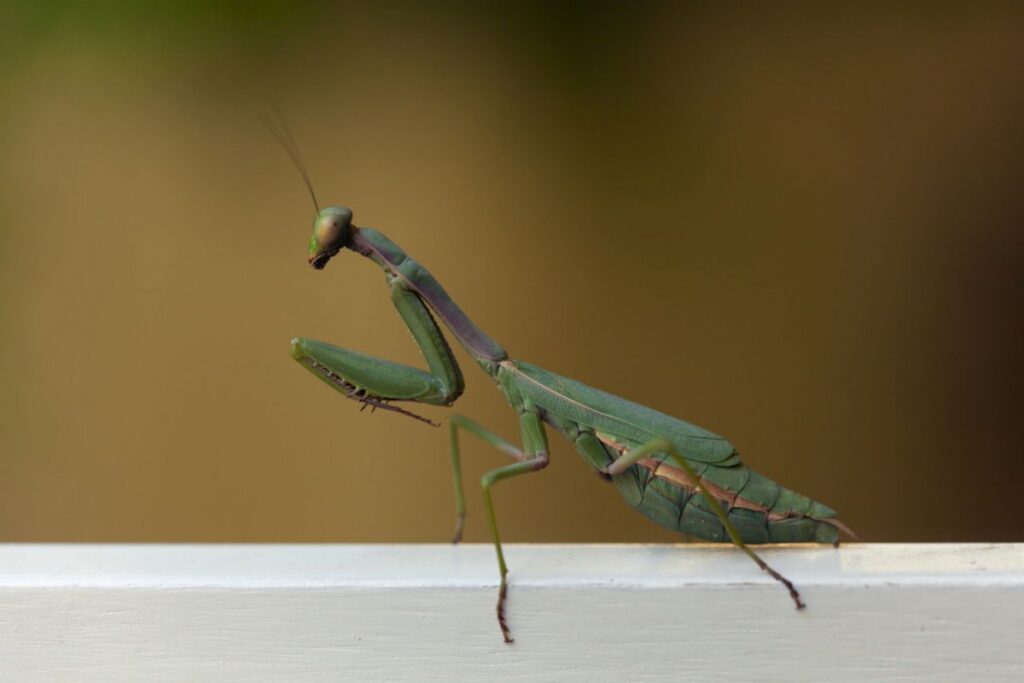 Praying Mantis: What Do They Eat