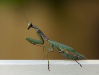 Praying Mantis: What Do They Eat