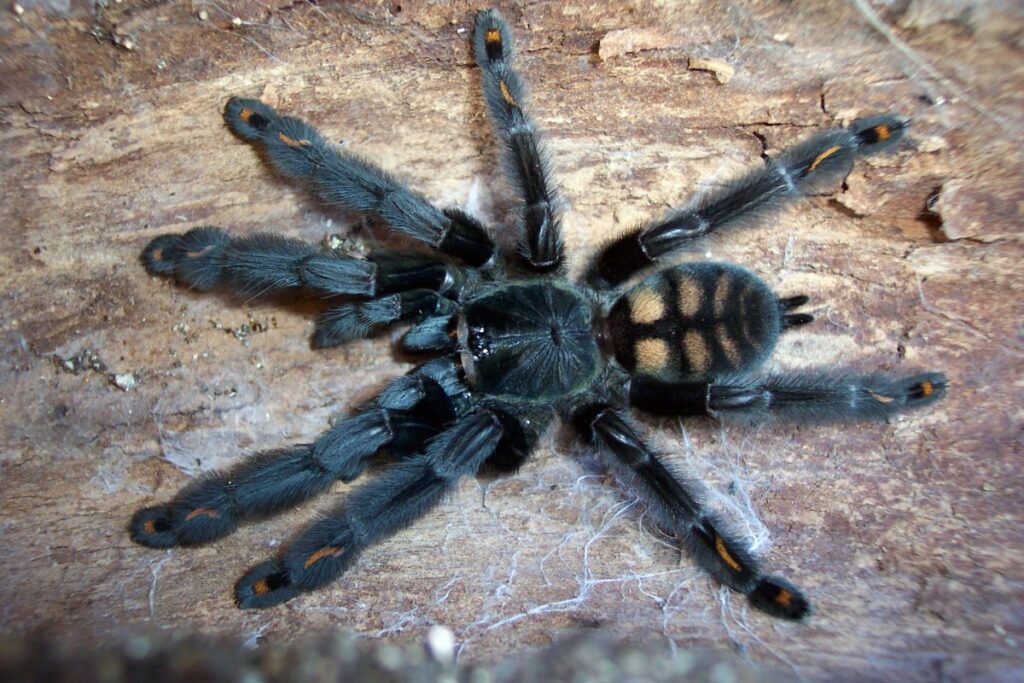 Tarantulas Migrating In Texas