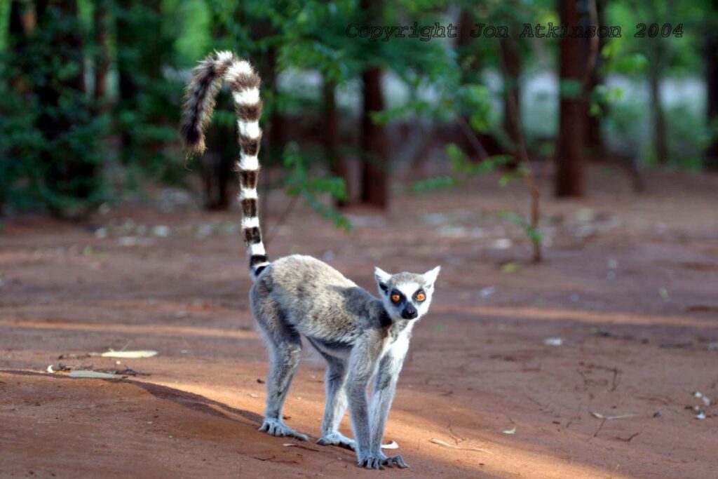 What Do Ringtail Lemurs Eat