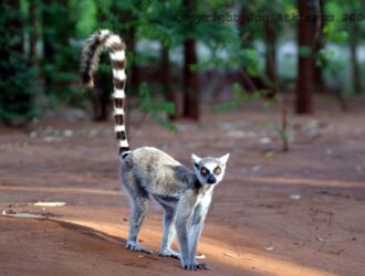 What Do Ringtail Lemurs Eat