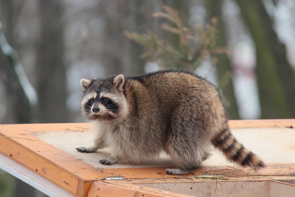 Is Chocolate Bad For Raccoons