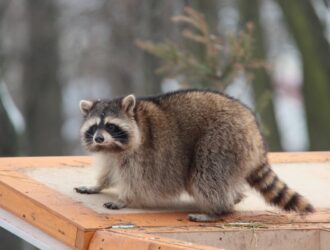 Is Chocolate Bad For Raccoons