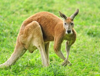 Wallabies