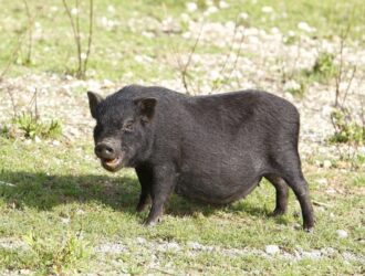 How Long Do Potbellied Pigs Live