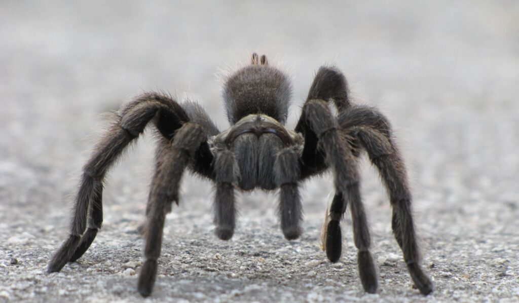 Tarantulas Migrating In Texas