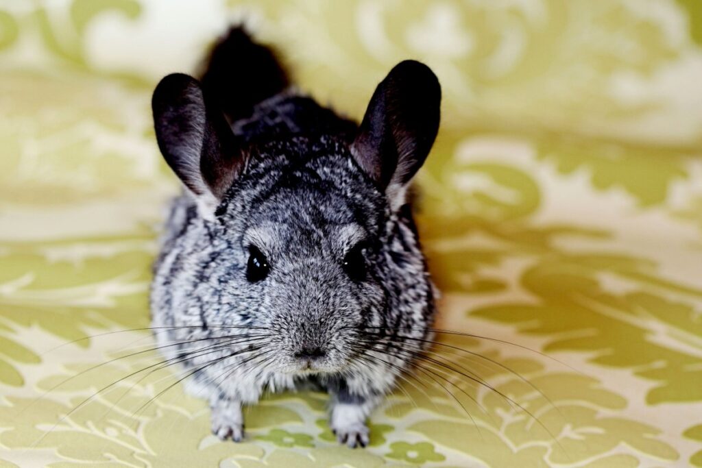 Can Chinchillas See In The Dark