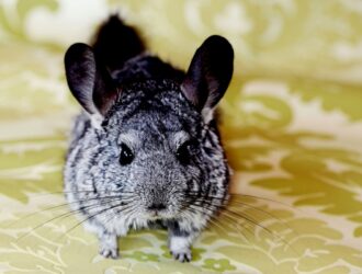 Can Chinchillas See In The Dark