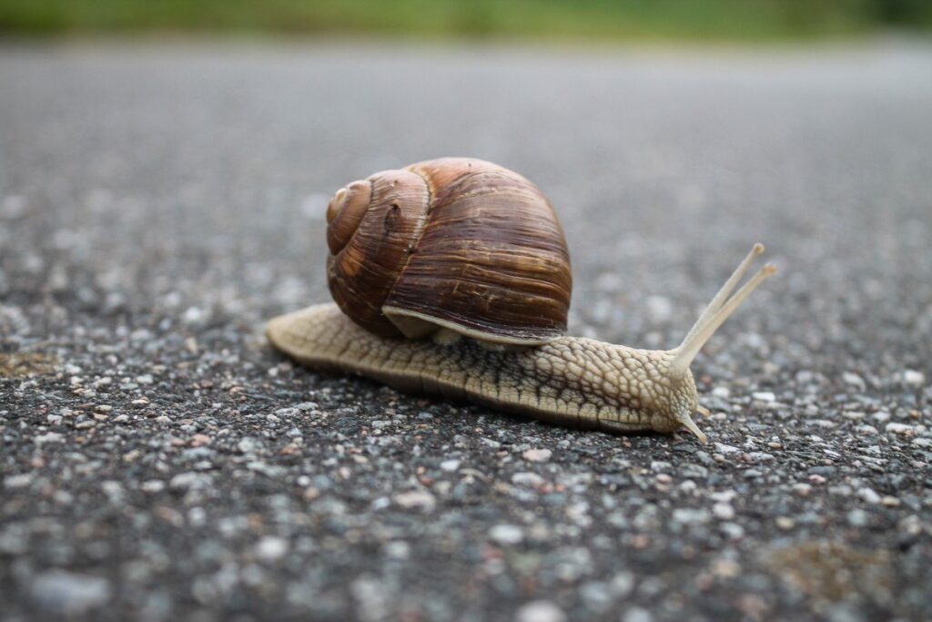 How Do Snails Grow Shells