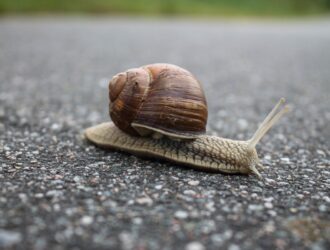 How Do Snails Grow Shells