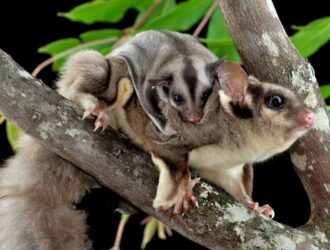 Sugar Gliders