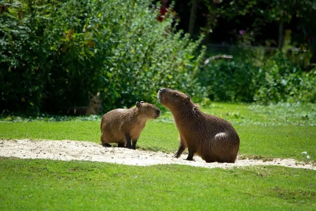 How Smart Are Capybaras