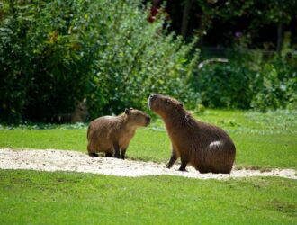 How Smart Are Capybaras