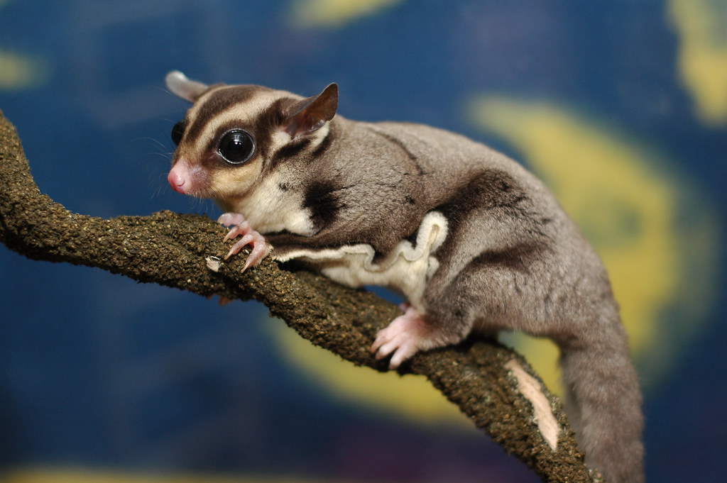 Sugar Glider